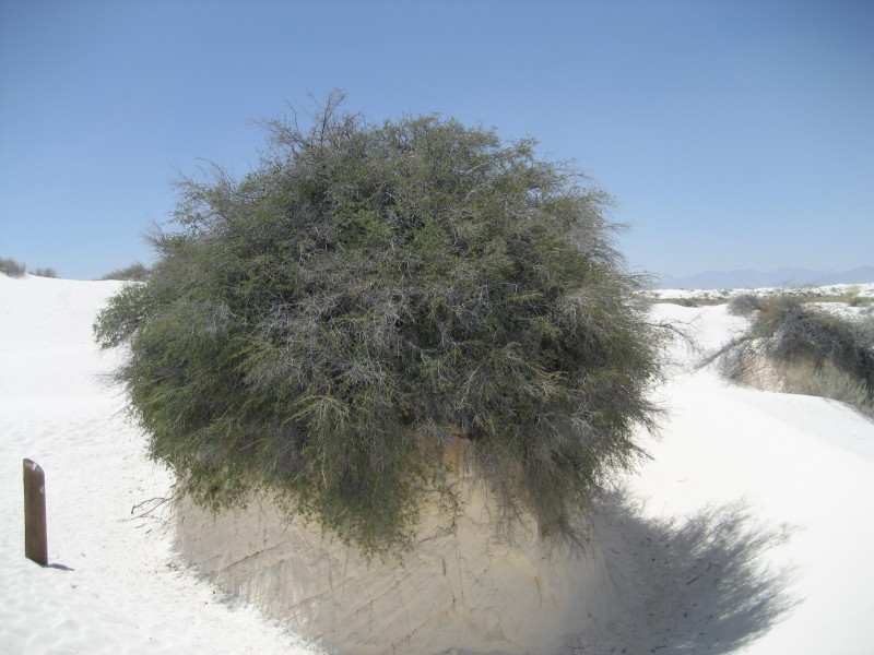 White Sands