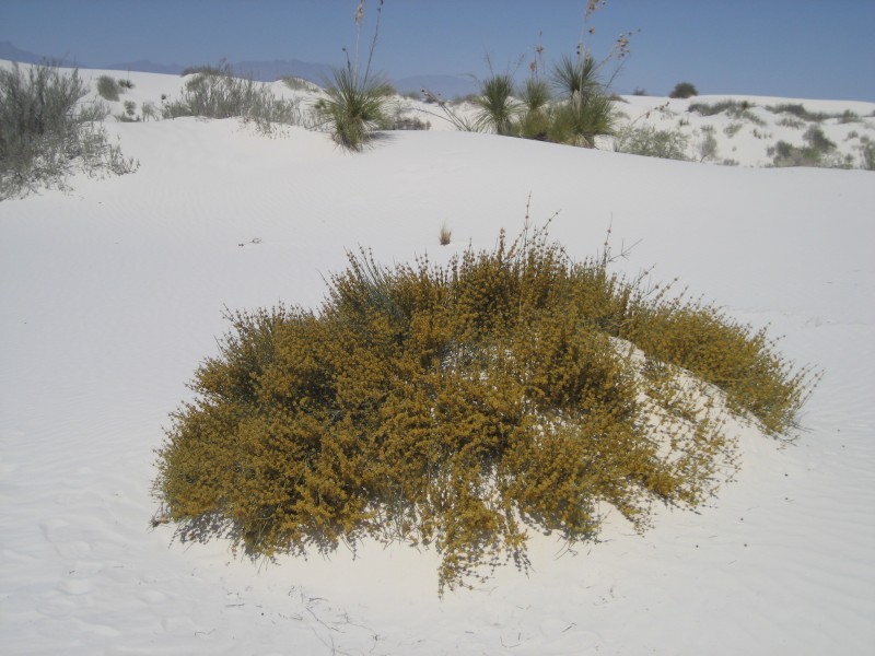 White Sands