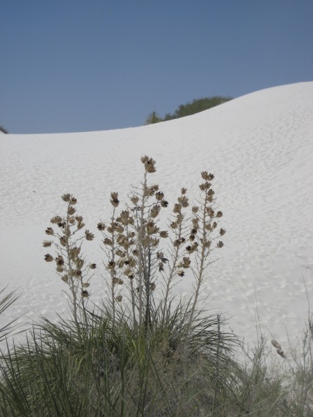 White Sands