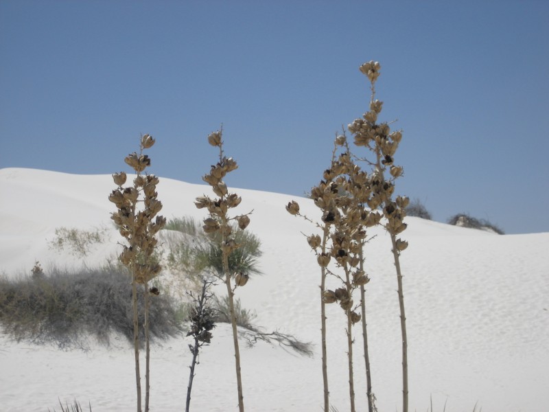 White Sands