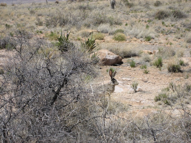 Jack Rabbit at City of Rocks