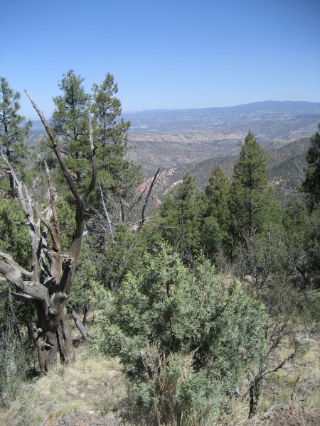 Driving through Gila National Forest