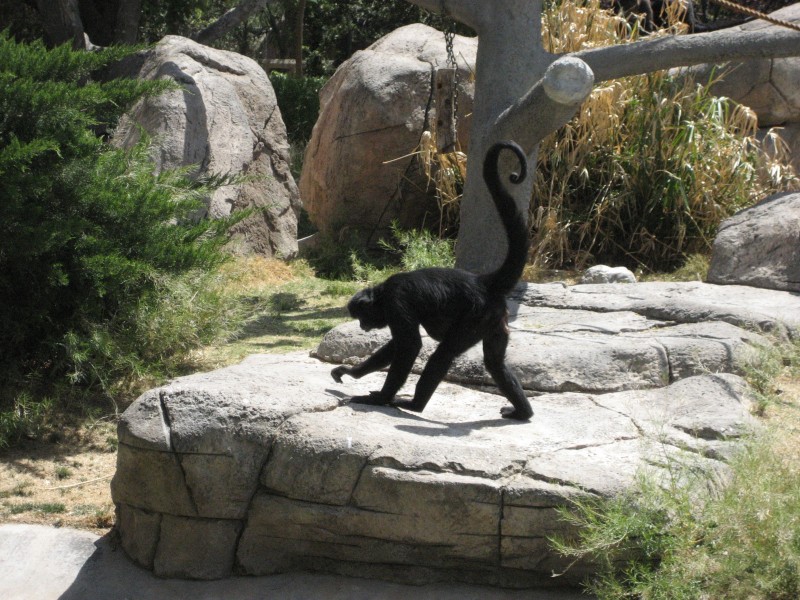 El Paso Zoo