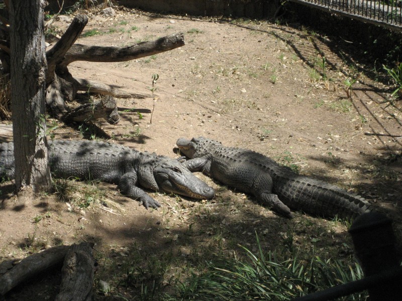 El Paso Zoo