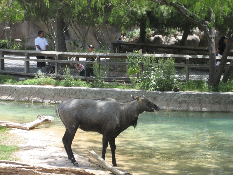 El Paso Zoo