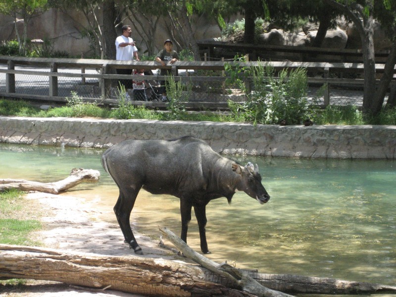 El Paso Zoo